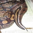P��en� 2010